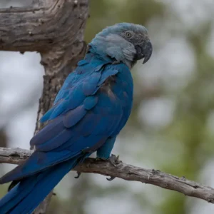 Ararinhas-azuis reintroduzidas testam positivo para vírus fatal e geram crise Miguel Monteiro/ICMBio