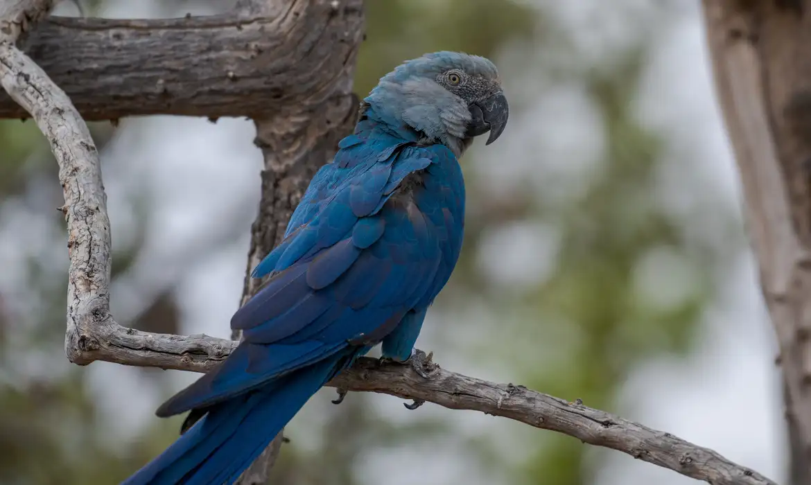 Ararinhas-azuis reintroduzidas testam positivo para vírus fatal e geram crise Miguel Monteiro/ICMBio