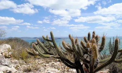 caatinga20220429_0039-400x239 Brasil lança plano para recuperar áreas da Caatinga ameaçadas pela desertificação