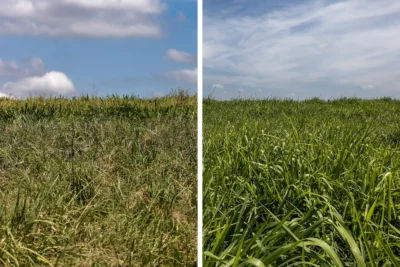 comparing_fields_with_n_without_nitrogen-scaled-1-400x267 Pacote do CMN busca evitar quebra de produtores afetados pelo clima