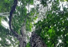 Pau-brasil ganha proteção internacional reforçada a partir de 2026 Foto: Gilberto Vasconcelos/Bioma Urbano