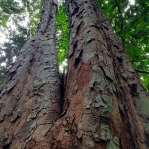 Foto: Gilberto Vasconcelos/Bioma Urbano