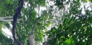 Foto: Gilberto Vasconcelos/Bioma Urbano