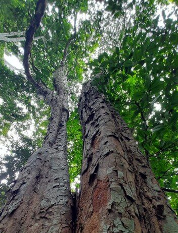 Foto: Gilberto Vasconcelos/Bioma Urbano