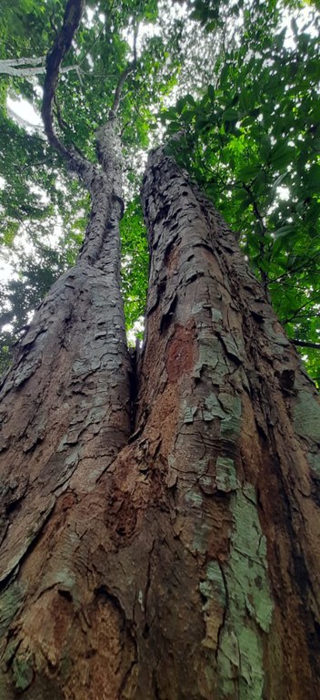 Foto: Gilberto Vasconcelos/Bioma Urbano
