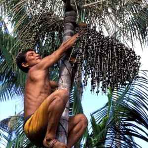 Crédito rural chega à periferia de Belém e fortalece extrativismo urbano Foto: Luiz Claudio Marigo