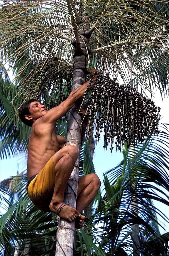 farmer-climbs-an-acai-tree-to-pick-berries-to-produces-pulp-from-tropical-fruits-576x869 Foto: Luiz Claudio Marigo