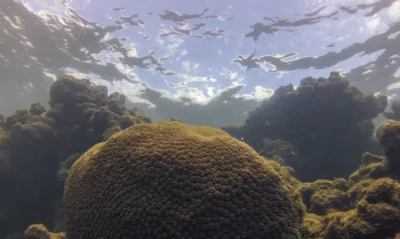 gopr6514-400x239 El Niño redefine a pesca e o ecossistema marinho no Atlântico