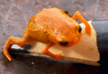 Foto: Luiz Fernando Ribeiro