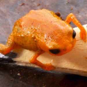 Um sapo do tamanho de um lápis e um grande debate ambiental Foto: Luiz Fernando Ribeiro