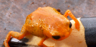 Foto: Luiz Fernando Ribeiro