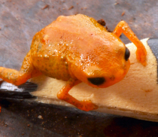 Foto: Luiz Fernando Ribeiro