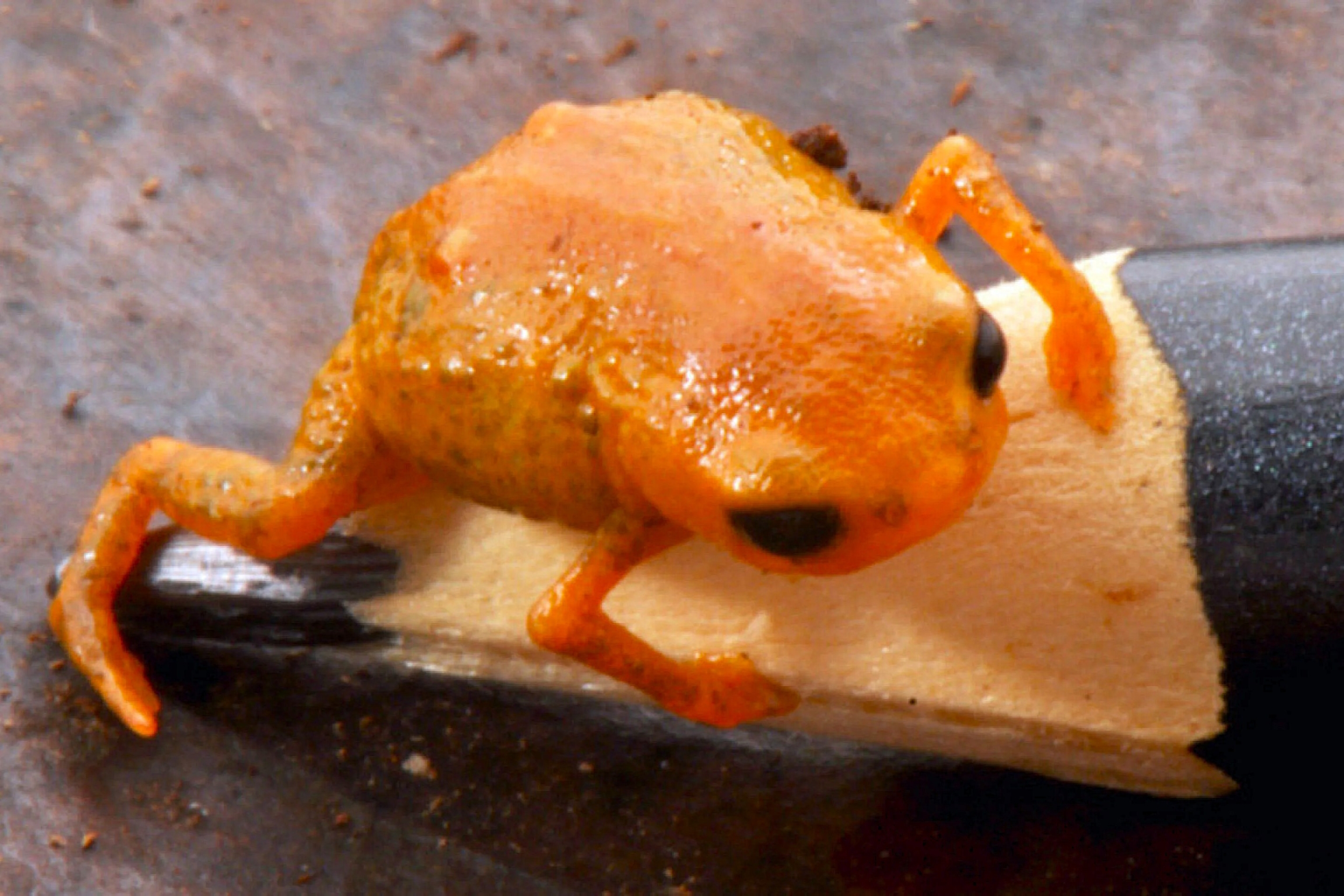 Foto: Luiz Fernando Ribeiro