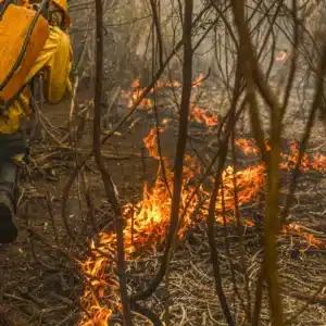Governo lança painel que mapeia quase R$ 800 bilhões em gastos ambientais Marcelo Camargo/Agência Brasil