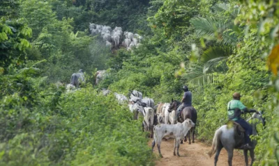 mg_0638-400x239 Marina Silva lamenta crime brutal durante ação ambiental no Pará