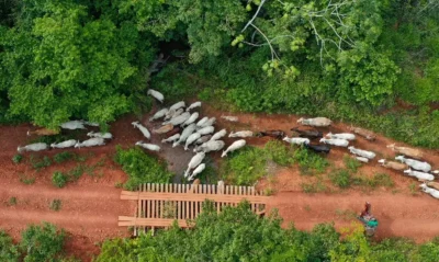 screen_c5fbfb260f2834ab_1765624006000-400x239 Emboscada em terra indígena expõe risco extremo na desintrusão da Apyterewa