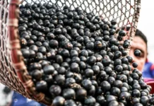 Amazônia Viva destina R$ 96,6 milhões às cadeias da sociobiodiversidade Foto: Marcelo Camargo/Agência Brasil