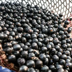 Amazônia Viva destina R$ 96,6 milhões às cadeias da sociobiodiversidade Foto: Marcelo Camargo/Agência Brasil