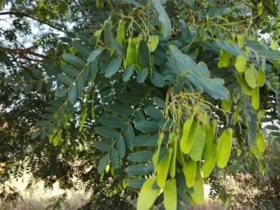 153441460492959757-400x300 Embrapa lança novo sistema de produção e fortalece a cadeia do amendoim