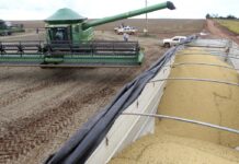 Soja, desmatamento e comércio internacional entram em rota de colisão REUTERS/Paulo Whitaker/Proibida reprodução