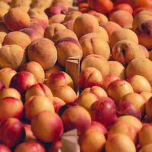 Embrapa apresenta nova nectarina adaptada ao clima brasileiro Reprodução