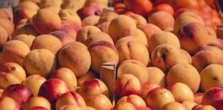 Embrapa apresenta nova nectarina adaptada ao clima brasileiro Reprodução