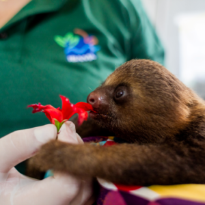 Preguiças ganham proteção internacional contra o comércio ilegal Foto: World Animal Protection