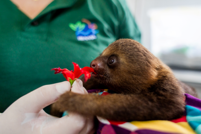 Foto: World Animal Protection