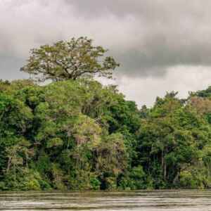 Pará avança para emitir créditos de carbono com certificação internacional Foto: Fernando Sette / Divulgação