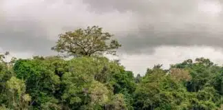 Pará avança para emitir créditos de carbono com certificação internacional Foto: Fernando Sette / Divulgação