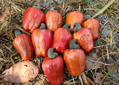 Divulgação - EMBRAPA