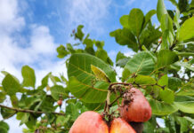Nova cultivar da Embrapa promete revolucionar a produção de caju no Ceará Divulgação - EMBRAPA