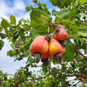 Nova cultivar da Embrapa promete revolucionar a produção de caju no Ceará Divulgação - EMBRAPA