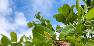 Nova cultivar da Embrapa promete revolucionar a produção de caju no Ceará Divulgação - EMBRAPA