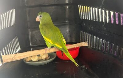 FOTOS: Divulgação/Ipaam