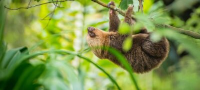  Foto: World Animal Protection