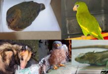 Brasil endurece leis e articula plano nacional contra tráfico de animais FOTOS: Divulgação/Ipaam