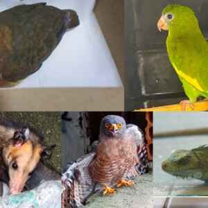 Brasil endurece leis e articula plano nacional contra tráfico de animais FOTOS: Divulgação/Ipaam