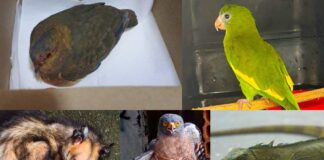 Brasil endurece leis e articula plano nacional contra tráfico de animais FOTOS: Divulgação/Ipaam