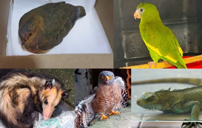 FOTOS: Divulgação/Ipaam