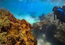 Articulação quer transformar corais em símbolo de resiliência climática Filipe Cadena/Fundação Grupo Boticário