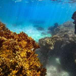 Articulação quer transformar corais em símbolo de resiliência climática Filipe Cadena/Fundação Grupo Boticário