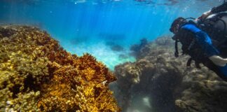 Articulação quer transformar corais em símbolo de resiliência climática Filipe Cadena/Fundação Grupo Boticário