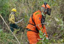 Brasil reduz queimadas em ano de calor extremo e reforça nova política ambiental Foto: Vitor Vasconcelos/Secom-PR