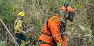 Brasil reduz queimadas em ano de calor extremo e reforça nova política ambiental Foto: Vitor Vasconcelos/Secom-PR