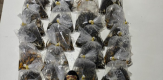 PF prende suspeito de contrabando de peixes ornamentais na Amazônia Foto: PF/Reprodução.