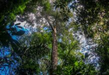 O fim da autodeclaração, a auditoria é o novo padrão ouro do ESG Foto: Marcelo Seabra / Ag. Pará