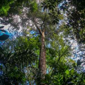 Pará consolida modelo ambiental que une floresta, renda e inovação Foto: Marcelo Seabra / Ag. Pará