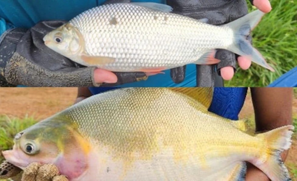 A criação integrada de tambaqui com curimba, é uma alternativa mais sustentável e eficiente para a produção de proteína no bioma amazônico. Aumento de 25% na produtividade quando as duas espécies são cultivadas juntas