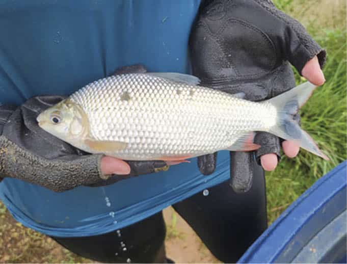 A curimba foi escolhida para ser utilizada experimentalmente por alguns produtores e por ter um grande potencial produtivo